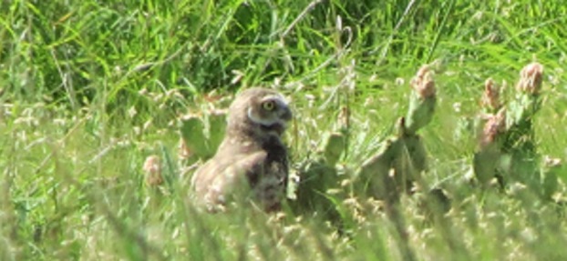 Western burrowing owls