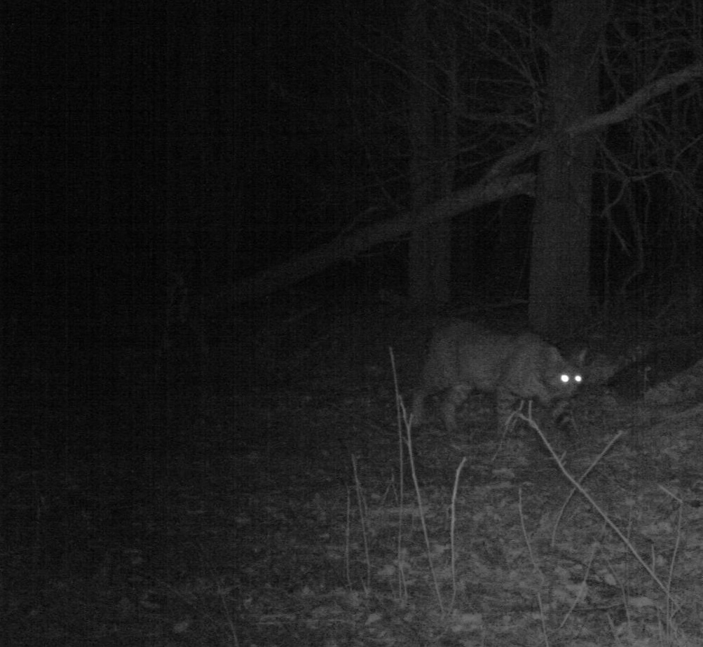 A bobcat prowling during the nighttime hours on the U. S. Department of Energy/National Nuclear Security Administration Pantex Plant.