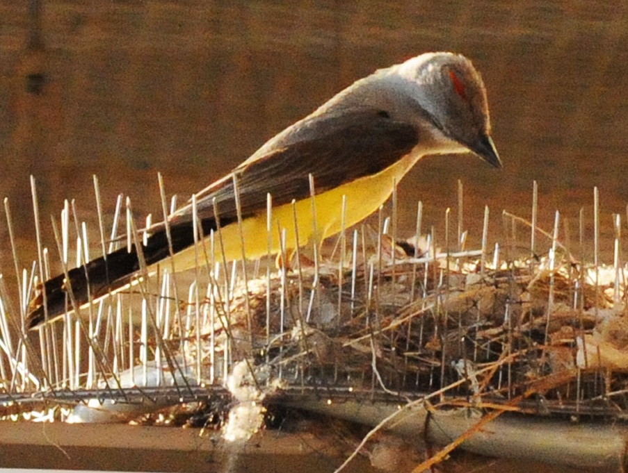 Western kingbird