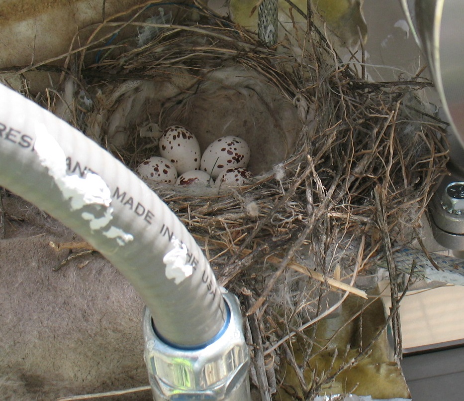 A western kingbird nest on a structure at the Pantex Plant