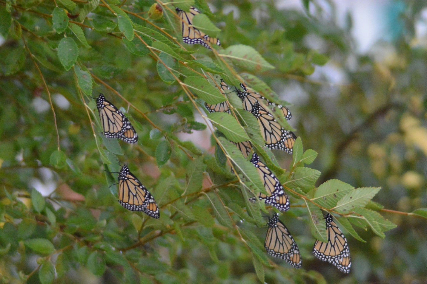 Monarch butterflies taking a rest on the DOE-NNSA Pantex Plant during their 2015 fall migration
