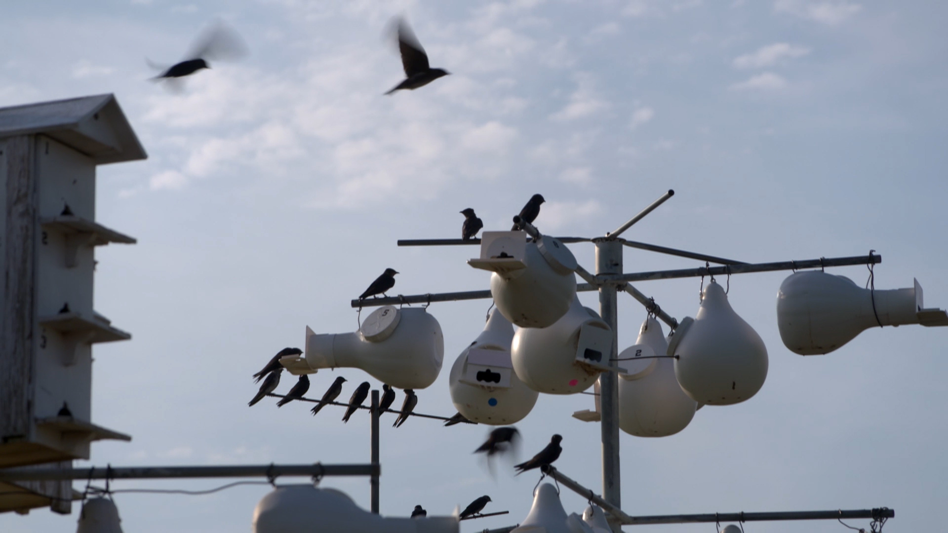 The purple martin is one migratory bird species Pantex biologist Jim Ray researches.