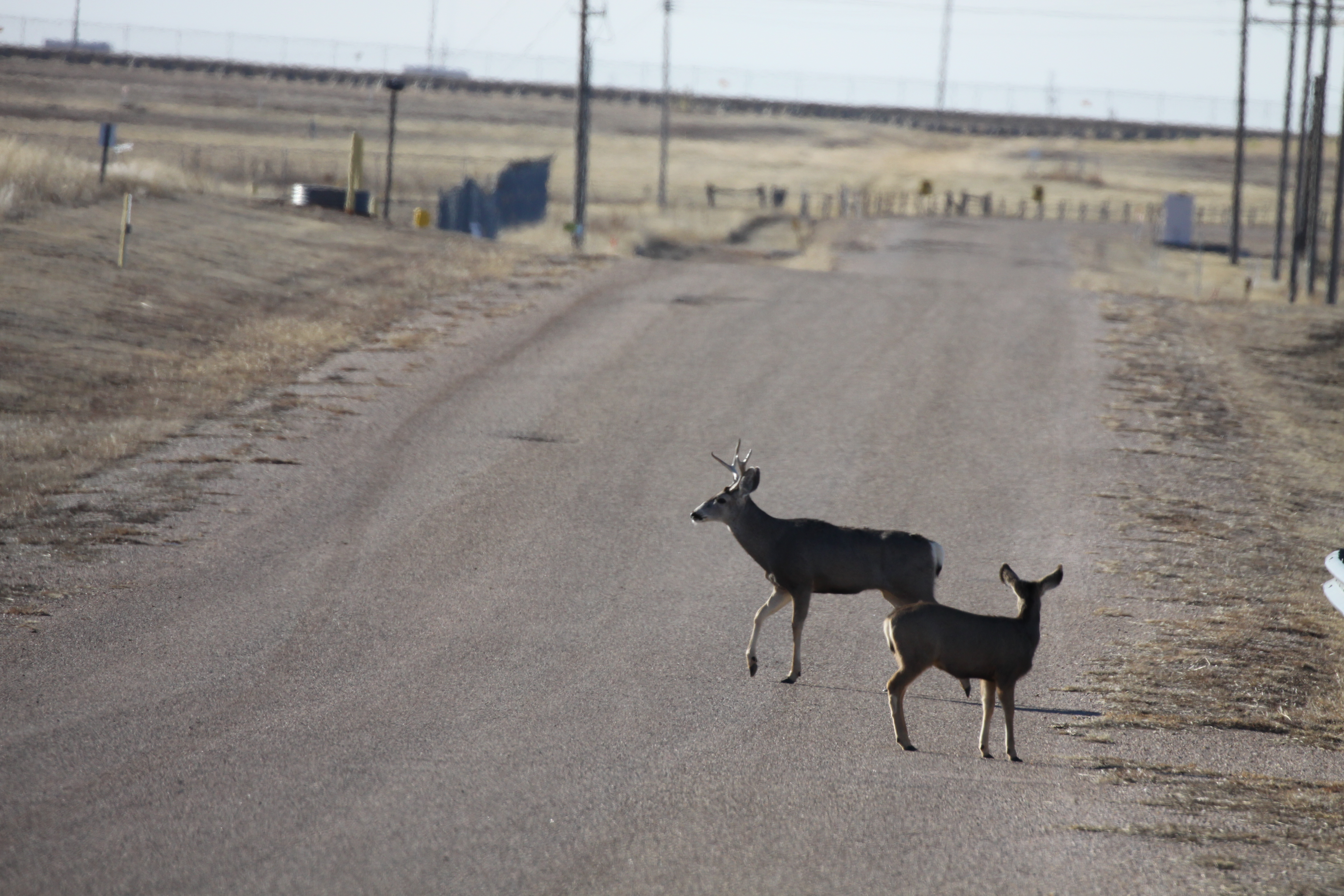 A pair of mule deer cross a Pantex road that divides grazing areas.