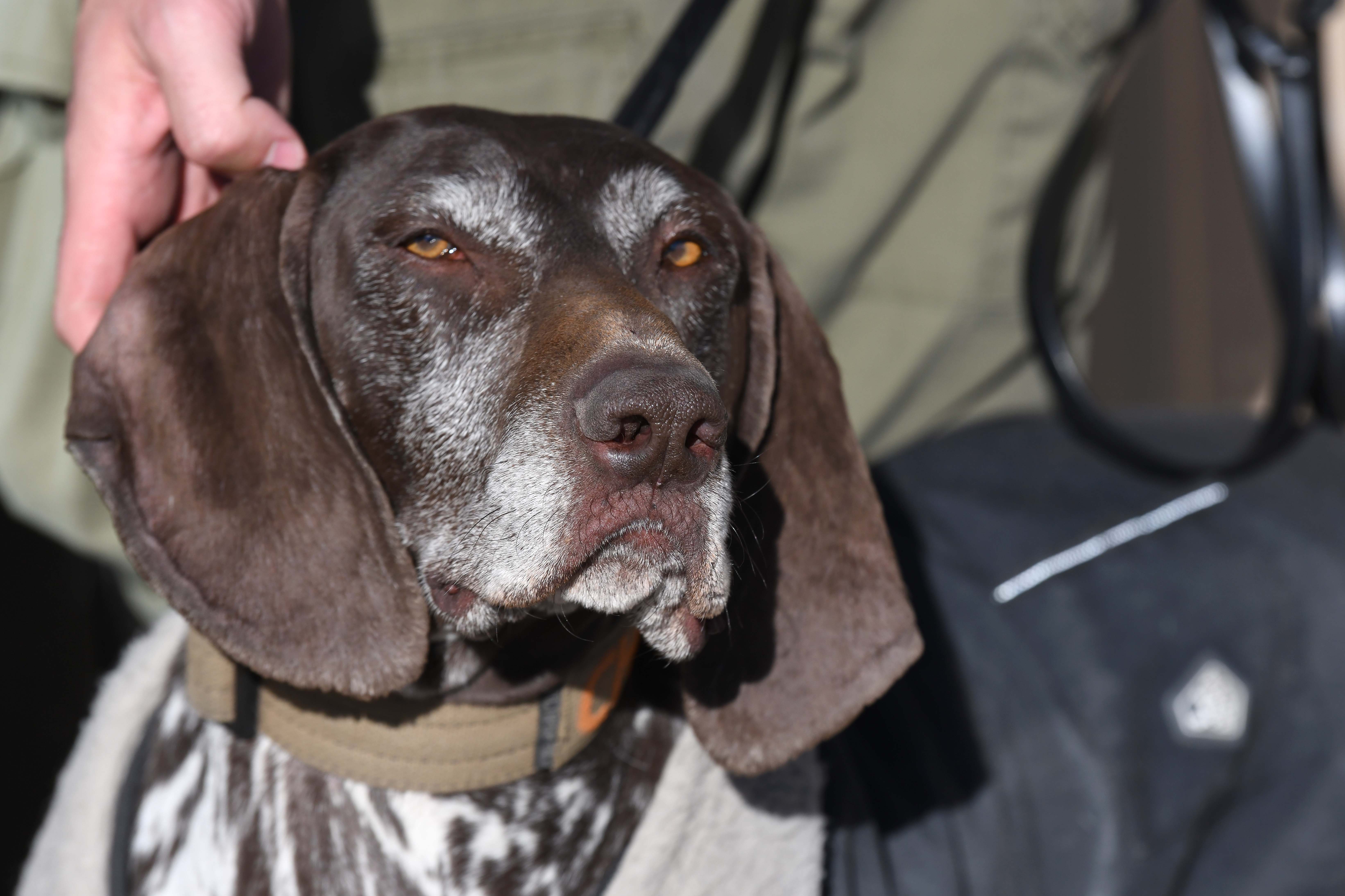 Canine units are a powerful reminder of the benefits of collaboration.