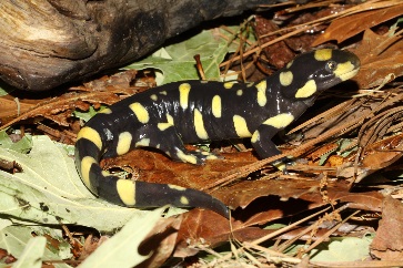 An adult of the terrestrial form of the barred tiger salamander. Photo courtesy of Richard T. Kazmaier