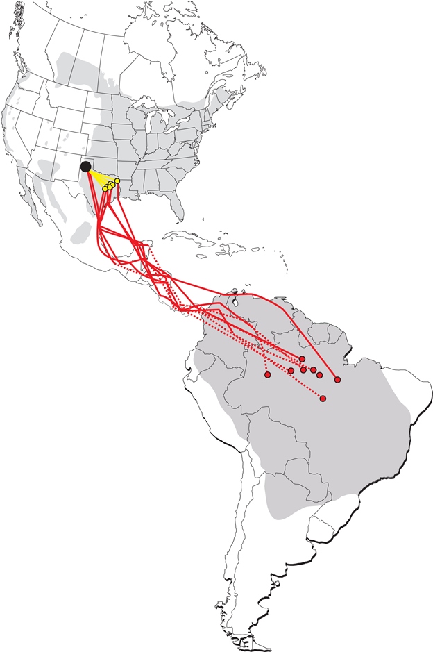 A map of the southward migration of eight Purple Martins