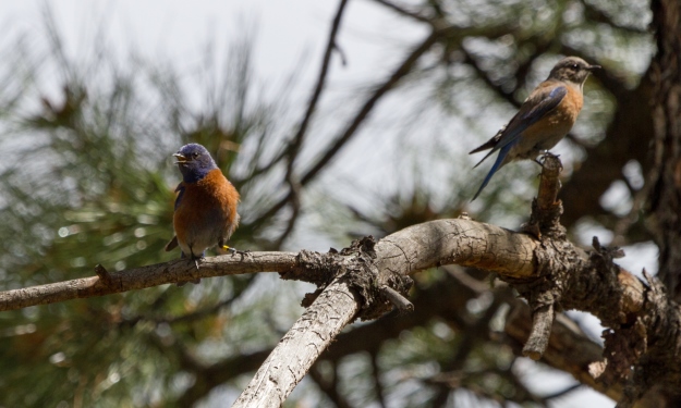 A pair of western bluebirds sporting legbands
