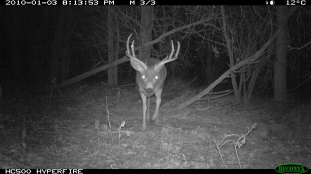 A mule deer buck 