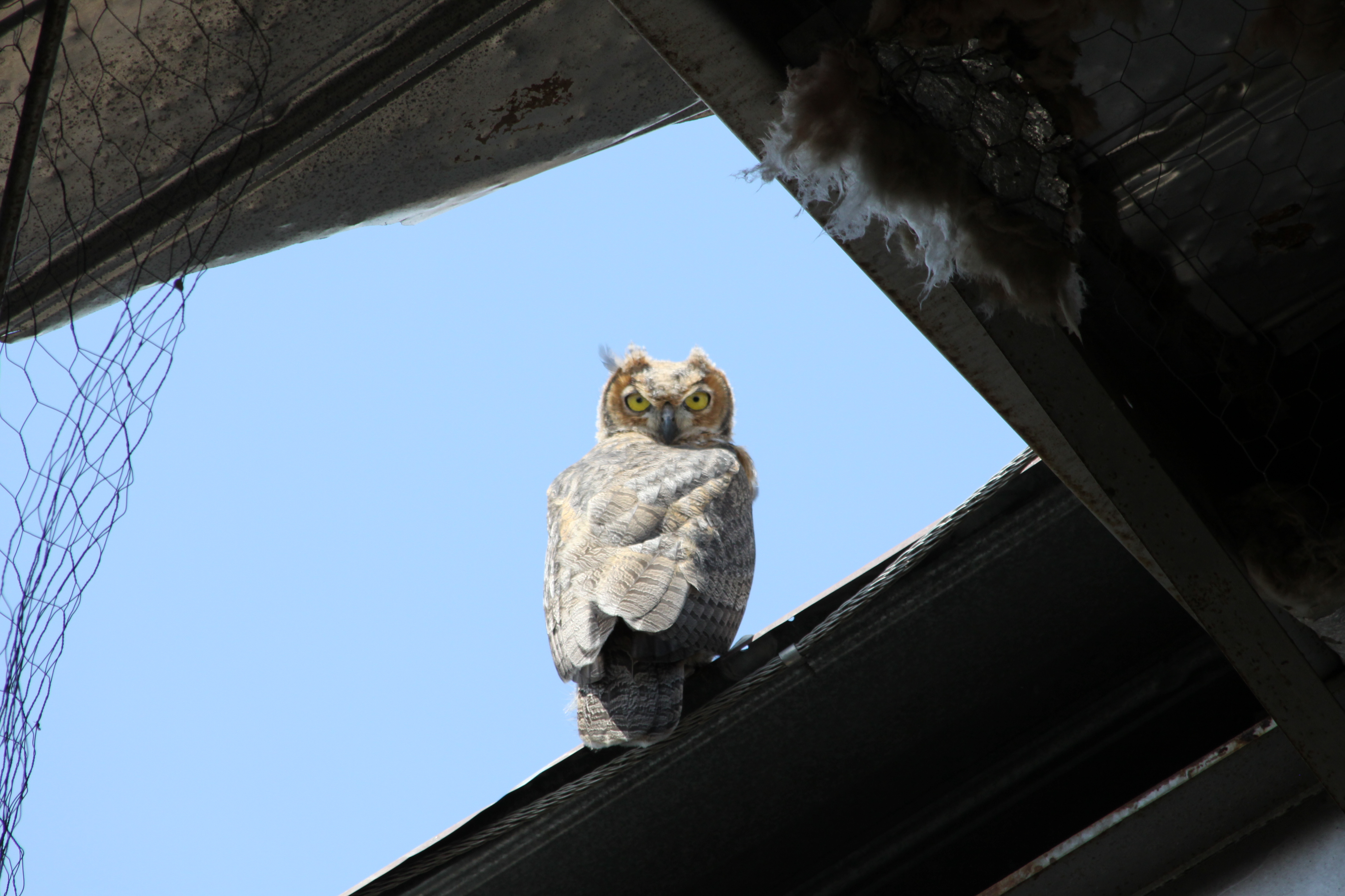A great horned owl perches on a building. 