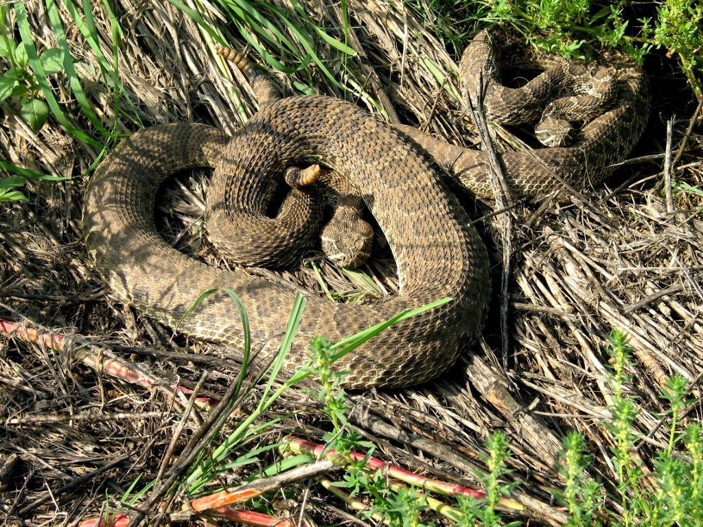 A pair of rattlesnakes warn off what they perceive as predators. 