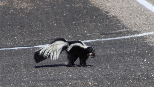 Mother striped skunk moving one of her babies